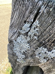 Myelochroa aurulenta