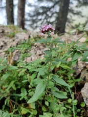 Origanum