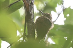 Dendrocincla fuliginosa