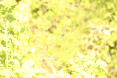 Cynanthus doubledayi