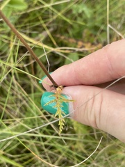 Filipendula vulgaris