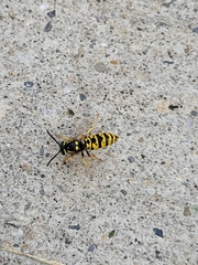 Vespula atropilosa