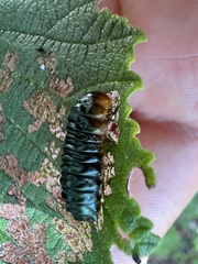 Monocesta coryli
