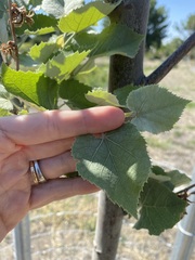 Betula occidentalis