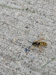 Vespula atropilosa