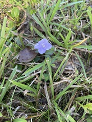 Ruellia caroliniensis