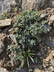 Odontarrhena obovata