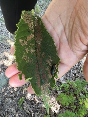 Monocesta coryli