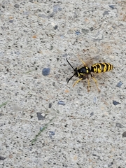 Vespula atropilosa