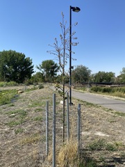 Betula occidentalis