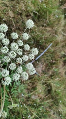 Vespinae