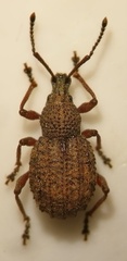 Otiorhynchus porcatus