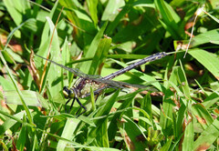 Dromogomphus spinosus
