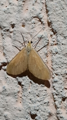 Eubaphe