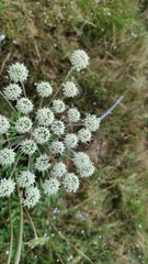 Vespinae