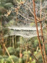Frontinella pyramitela
