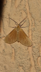 Eubaphe