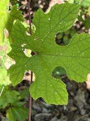 Vitis aestivalis