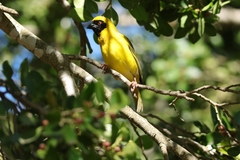 Ploceus velatus
