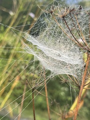 Frontinella pyramitela