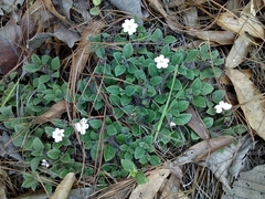 Wedelia grayi