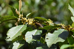 Dunalia solanacea