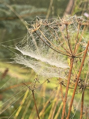 Frontinella pyramitela