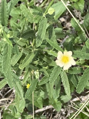 Sida spinosa