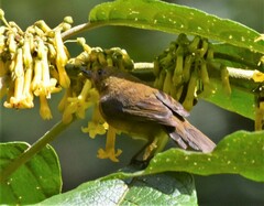 Diglossa albilatera