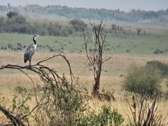 Ardea melanocephala