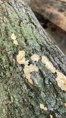 Ductifera pululahuana