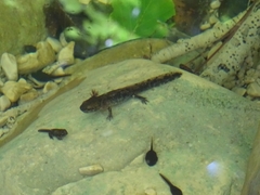 Salamandra salamandra