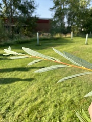 Salix interior