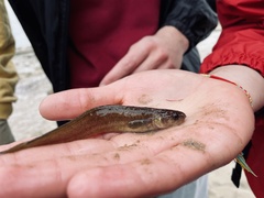 Gaidropsaridae