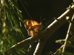 Pyronia tithonus