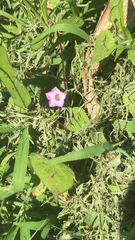 Ipomoea triloba