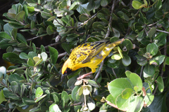 Ploceus cucullatus spilonotus