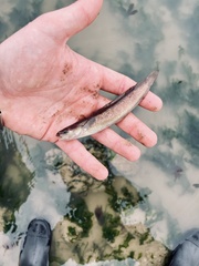 Gaidropsaridae