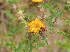 Bombus pascuorum