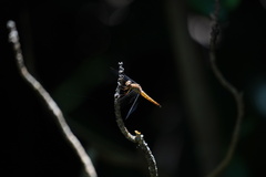 Neurothemis fluctuans