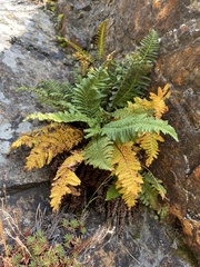 Dryopteris fragrans