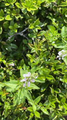 Stachys floridana