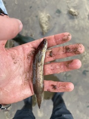 Gaidropsaridae