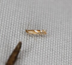 Phyllonorycter