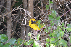 Ploceus cucullatus spilonotus