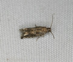 Epiblema abruptana