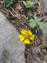Potentilla reptans