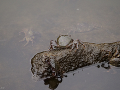 Pachygrapsus marmoratus