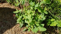 Hypericum virginicum