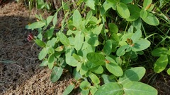 Hypericum virginicum